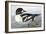 Audubon: Duck-John James Audubon-Framed Giclee Print