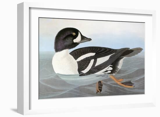 Audubon: Duck-John James Audubon-Framed Giclee Print