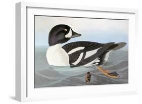 Audubon: Duck-John James Audubon-Framed Giclee Print