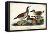 Audubon Ducks II-John James Audubon-Framed Stretched Canvas