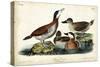 Audubon Ducks II-John James Audubon-Stretched Canvas