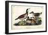 Audubon Ducks II-John James Audubon-Framed Art Print