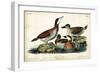 Audubon Ducks II-John James Audubon-Framed Art Print