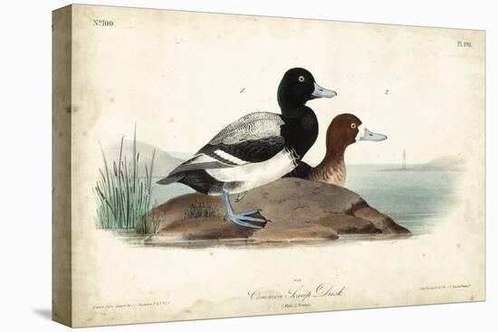 Audubon Ducks III-John James Audubon-Stretched Canvas