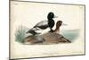 Audubon Ducks III-John James Audubon-Mounted Art Print