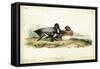 Audubon Ducks IV-John James Audubon-Framed Stretched Canvas