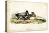 Audubon Ducks IV-John James Audubon-Stretched Canvas