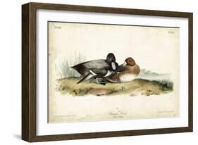 Audubon Ducks IV-John James Audubon-Framed Art Print