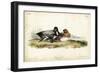Audubon Ducks IV-John James Audubon-Framed Art Print