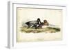 Audubon Ducks IV-John James Audubon-Framed Art Print