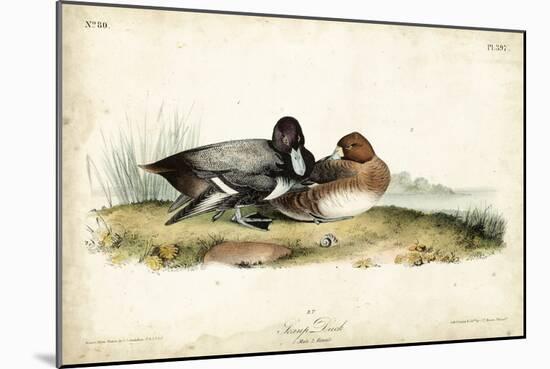 Audubon Ducks IV-John James Audubon-Mounted Art Print