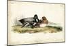 Audubon Ducks IV-John James Audubon-Mounted Art Print