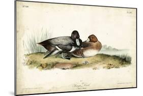 Audubon Ducks IV-John James Audubon-Mounted Art Print