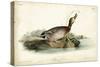 Audubon Ducks V-John James Audubon-Stretched Canvas