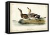 Audubon Ducks VI-John James Audubon-Framed Stretched Canvas