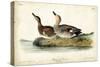 Audubon Ducks VI-John James Audubon-Stretched Canvas