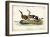 Audubon Ducks VI-John James Audubon-Framed Art Print