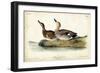 Audubon Ducks VI-John James Audubon-Framed Art Print
