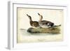 Audubon Ducks VI-John James Audubon-Framed Art Print