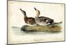 Audubon Ducks VI-John James Audubon-Mounted Art Print