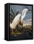 Audubon: Egret-John James Audubon-Framed Stretched Canvas