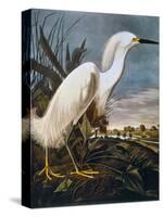 Audubon: Egret-John James Audubon-Stretched Canvas