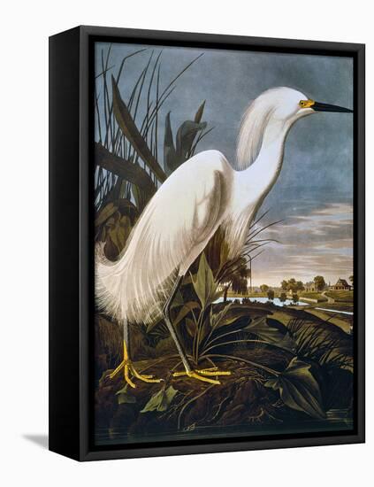 Audubon: Egret-John James Audubon-Framed Stretched Canvas