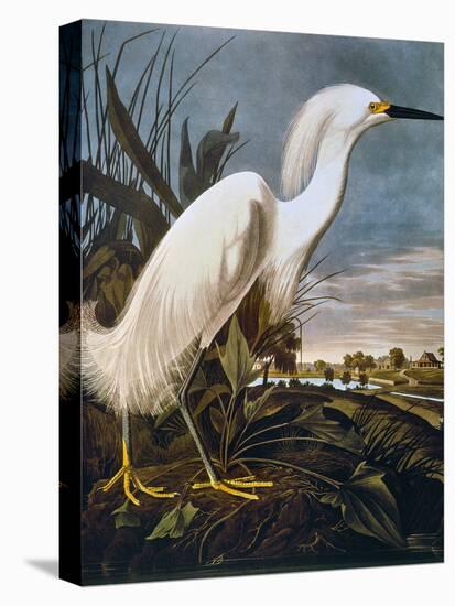 Audubon: Egret-John James Audubon-Stretched Canvas