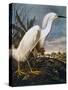 Audubon: Egret-John James Audubon-Stretched Canvas