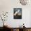 Audubon: Egret-John James Audubon-Framed Stretched Canvas displayed on a wall