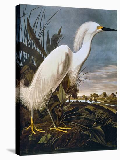 Audubon: Egret-John James Audubon-Stretched Canvas