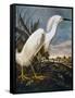 Audubon: Egret-John James Audubon-Framed Stretched Canvas