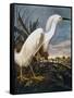 Audubon: Egret-John James Audubon-Framed Stretched Canvas
