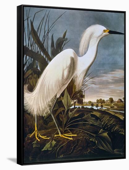 Audubon: Egret-John James Audubon-Framed Stretched Canvas