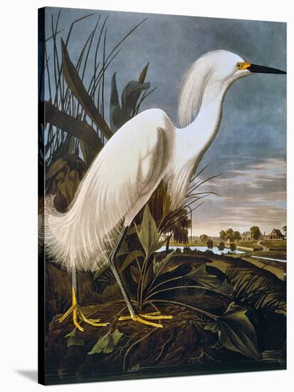 Audubon: Egret-John James Audubon-Stretched Canvas