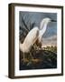 Audubon: Egret-John James Audubon-Framed Premium Giclee Print