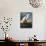 Audubon: Egret-John James Audubon-Mounted Premium Giclee Print displayed on a wall