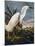 Audubon: Egret-John James Audubon-Mounted Premium Giclee Print