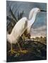 Audubon: Egret-John James Audubon-Mounted Premium Giclee Print