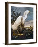 Audubon: Egret-John James Audubon-Framed Giclee Print