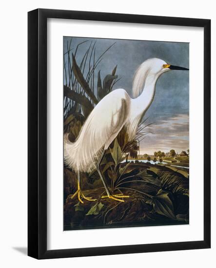 Audubon: Egret-John James Audubon-Framed Giclee Print