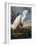 Audubon: Egret-John James Audubon-Framed Giclee Print