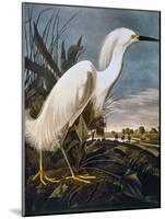 Audubon: Egret-John James Audubon-Mounted Giclee Print
