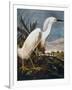 Audubon: Egret-John James Audubon-Framed Giclee Print