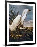 Audubon: Egret-John James Audubon-Framed Giclee Print