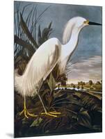 Audubon: Egret-John James Audubon-Mounted Giclee Print