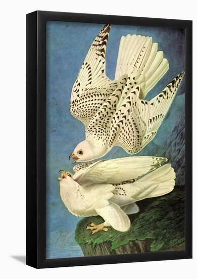 Audubon Falcons Bird Art Poster Print-null-Framed Poster