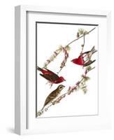 Audubon: Finch, 1827-38-John James Audubon-Framed Giclee Print