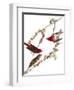 Audubon: Finch, 1827-38-John James Audubon-Framed Giclee Print