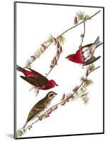 Audubon: Finch, 1827-38-John James Audubon-Mounted Giclee Print
